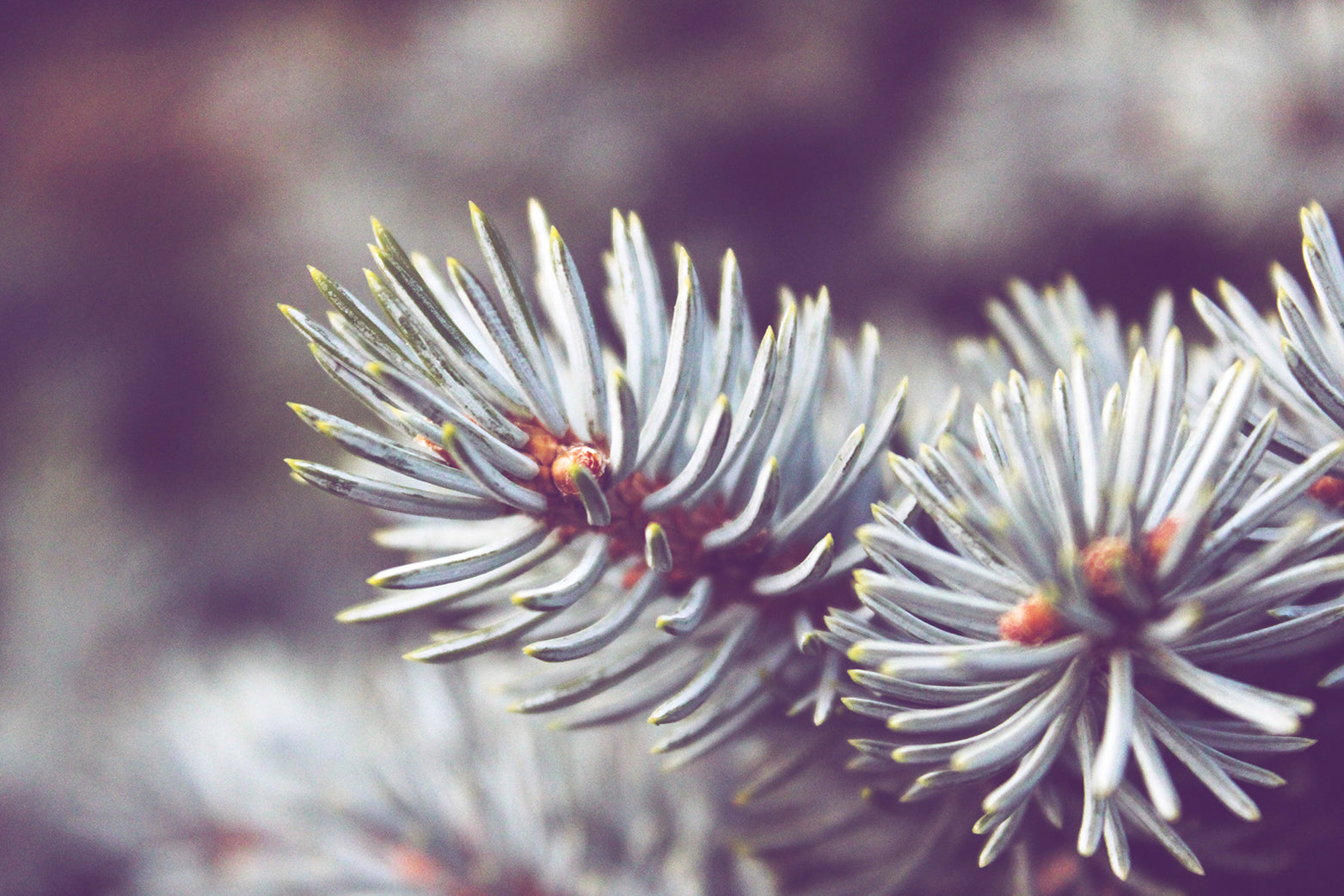 Meditation for the Festive Season