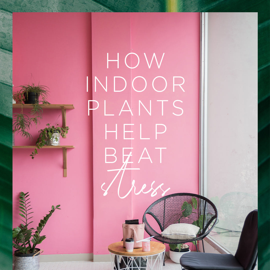 How Indoor Plants Help Beat Stress