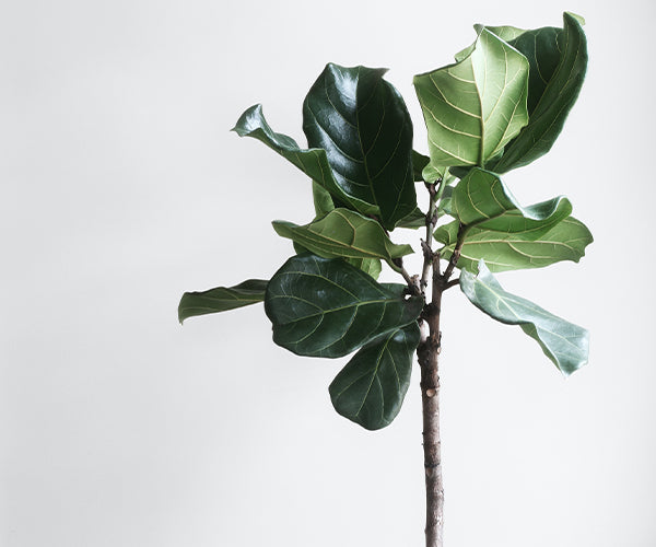 10 Ways to Green Your Home